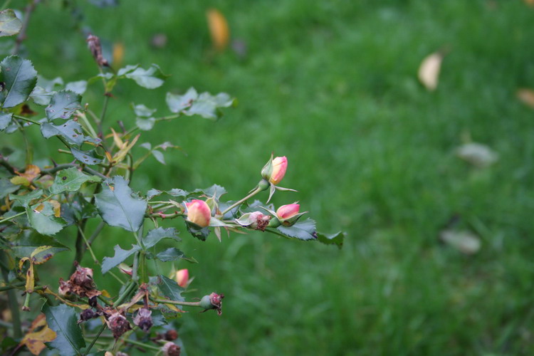 rosier Sunny rose