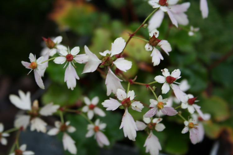 saxifrage