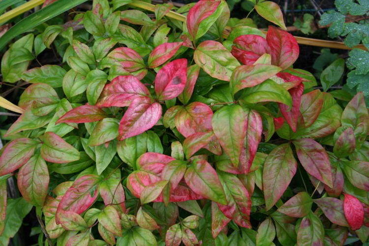 nandina