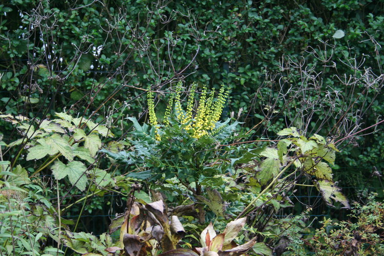 mahonia