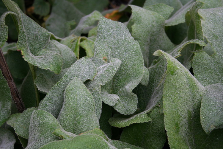 phlomis