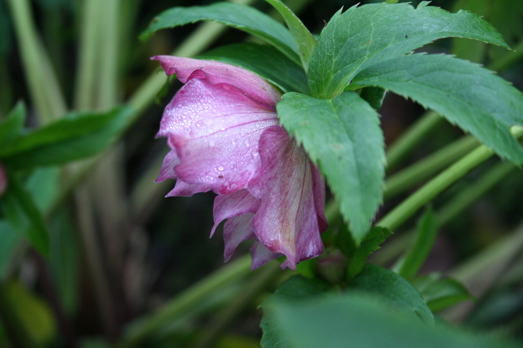 hellebore