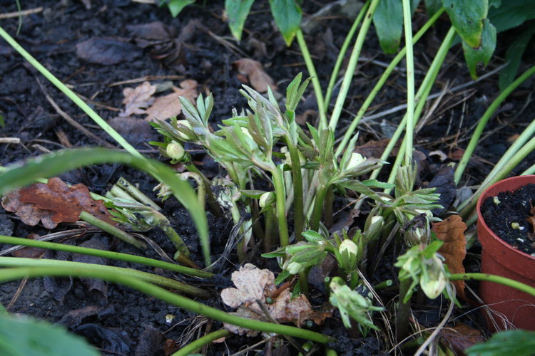 hellebore