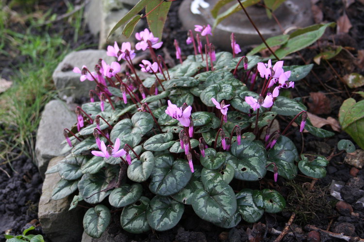 cyclamen