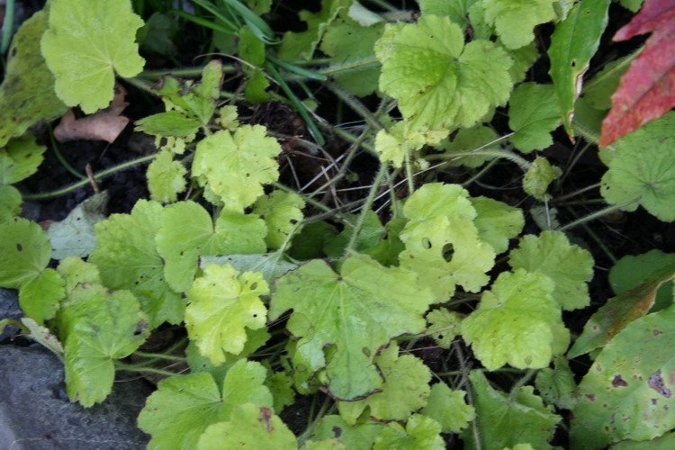 heuchere citronella