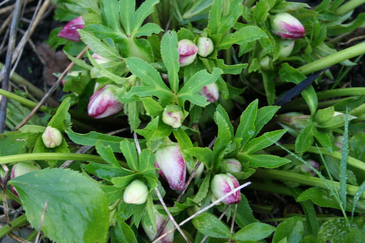 hellebore