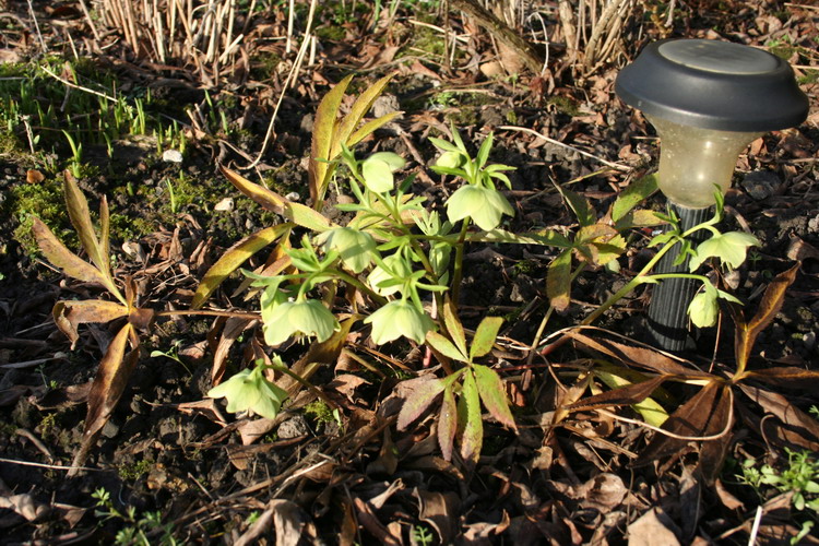 hellebore