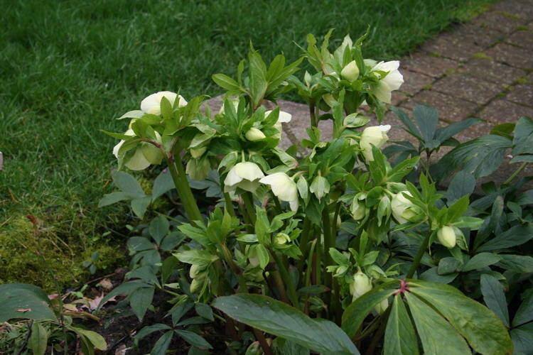 hellebore jaune