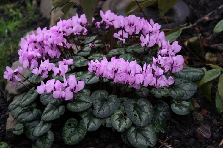 cyclamen