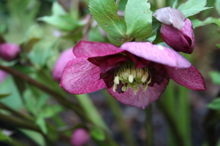 hellebore