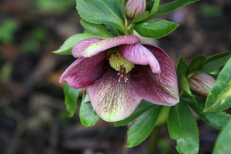 hellebore