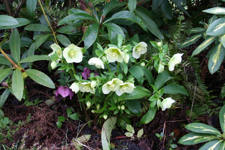 hellebore