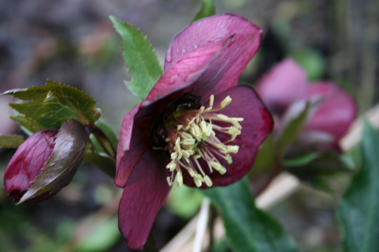 hellebore