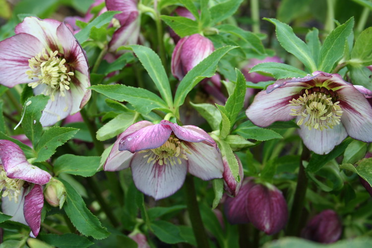 hellebore