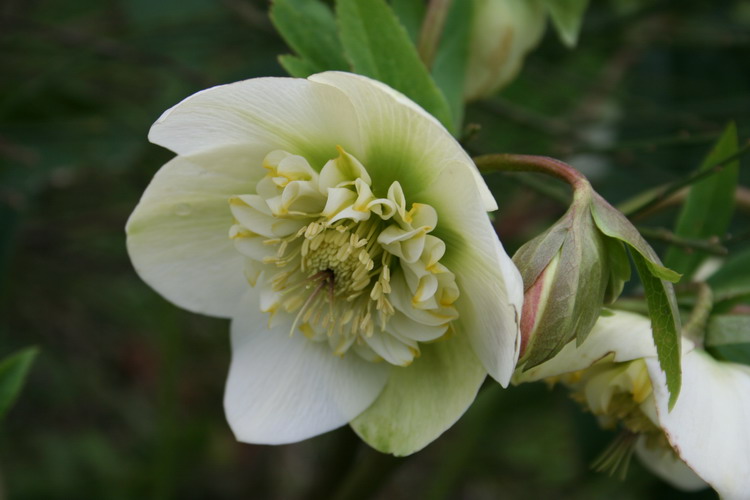 hellebore