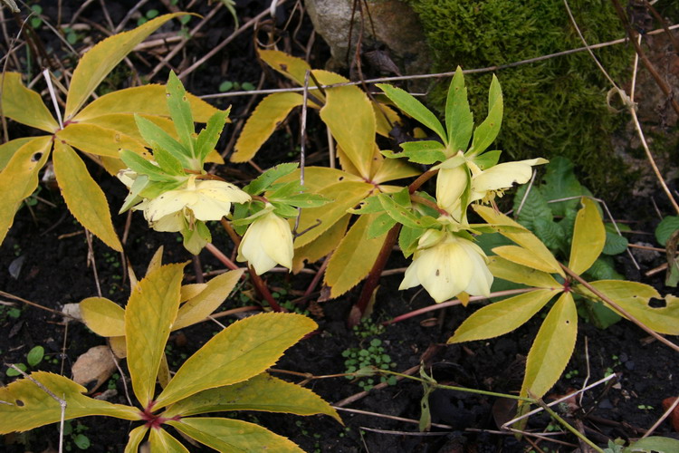 hellebore