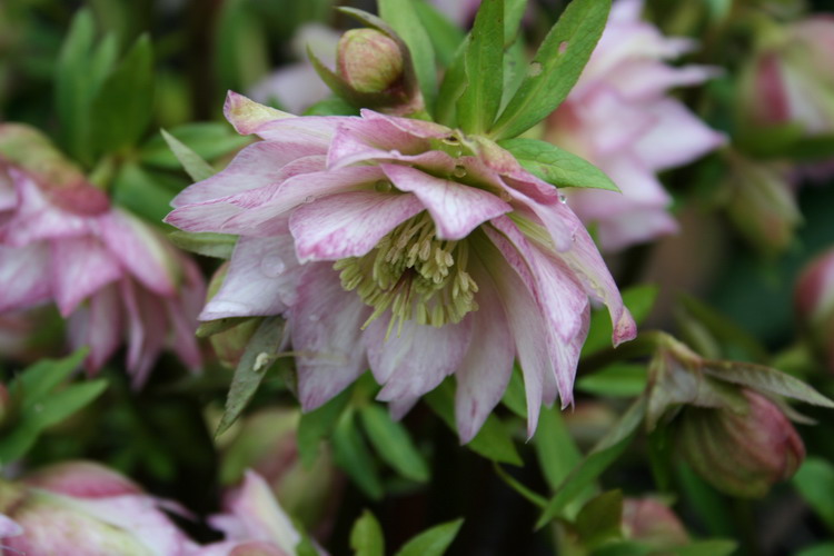 hellebore