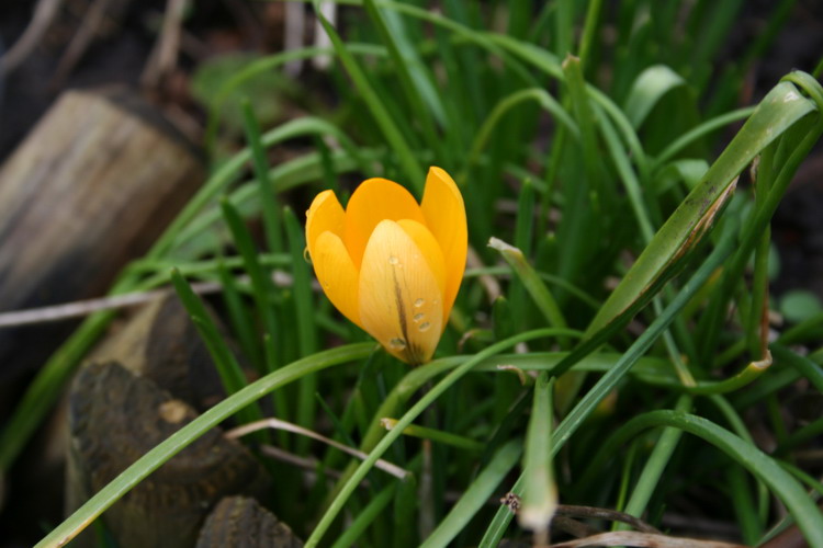 crocus