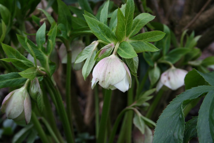 hellebore