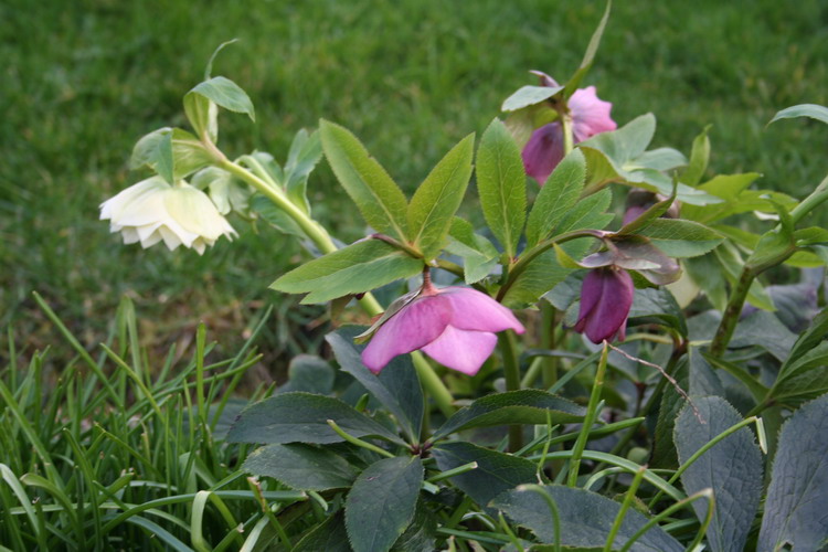 hellebore