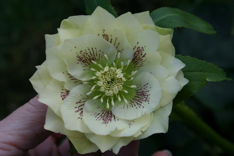 hellebore