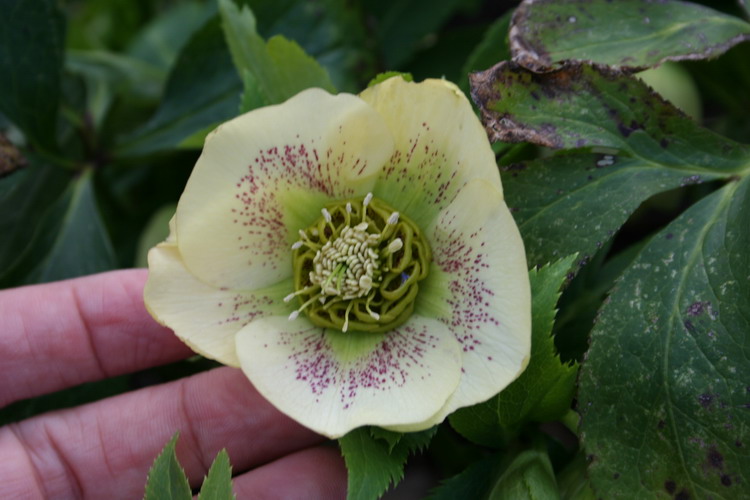 hellebore