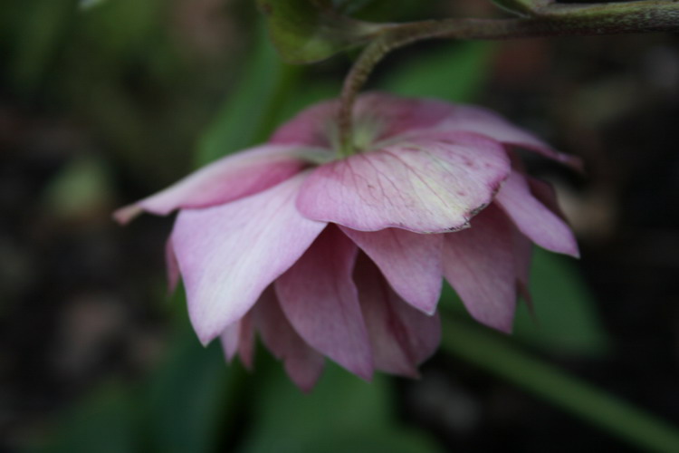 hellebore