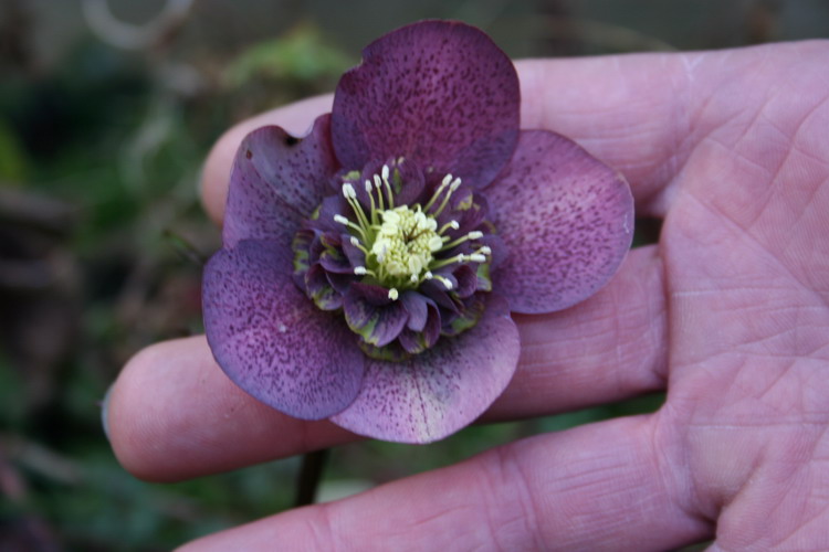 hellebore