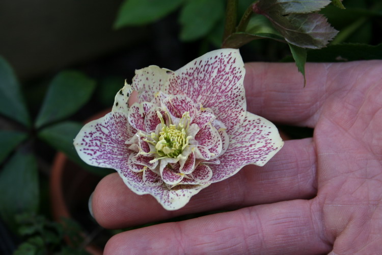 hellebore