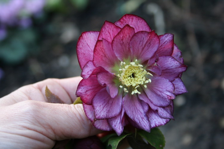 hellebore