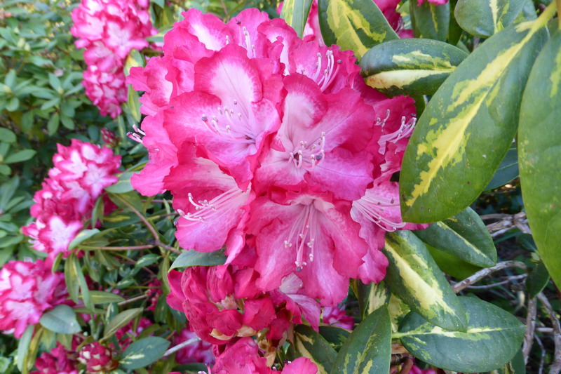 rhododendron "the president"
