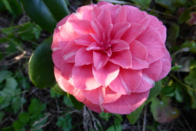 camelia