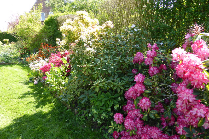 les rhododendrons