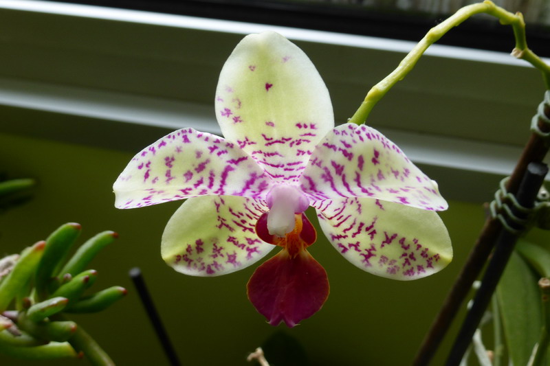 orchidée