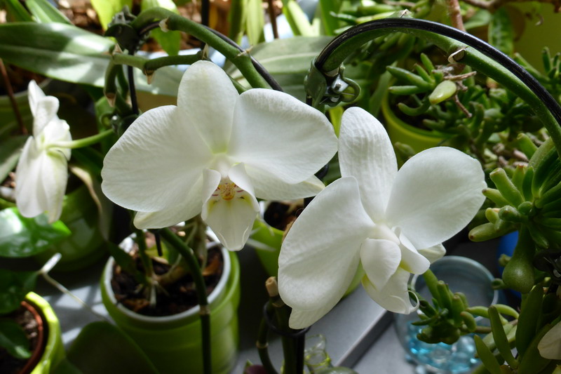 orchidée