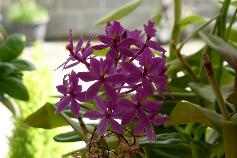 orchidée