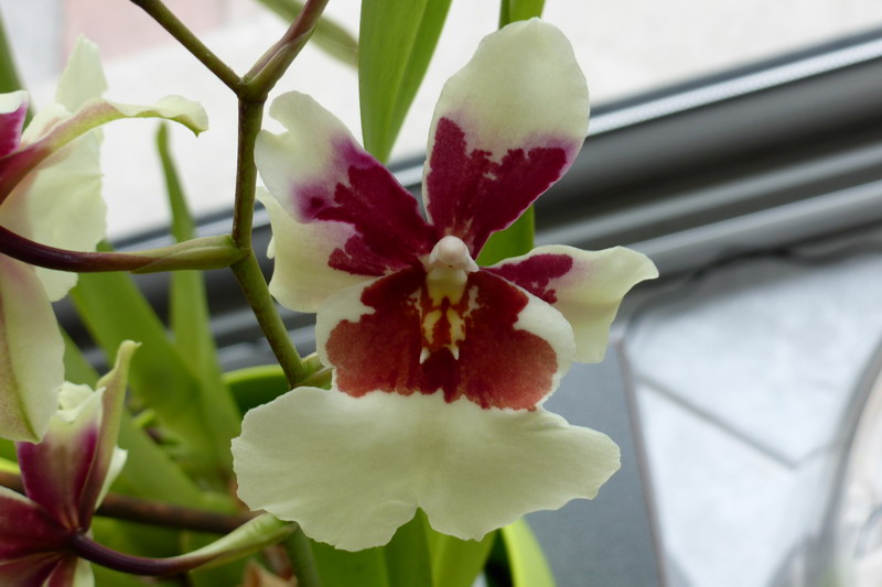 orchidée