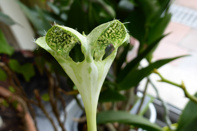 ceropegia