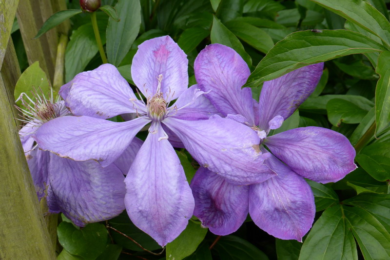 clematite