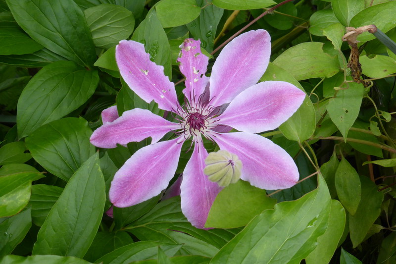 clematite