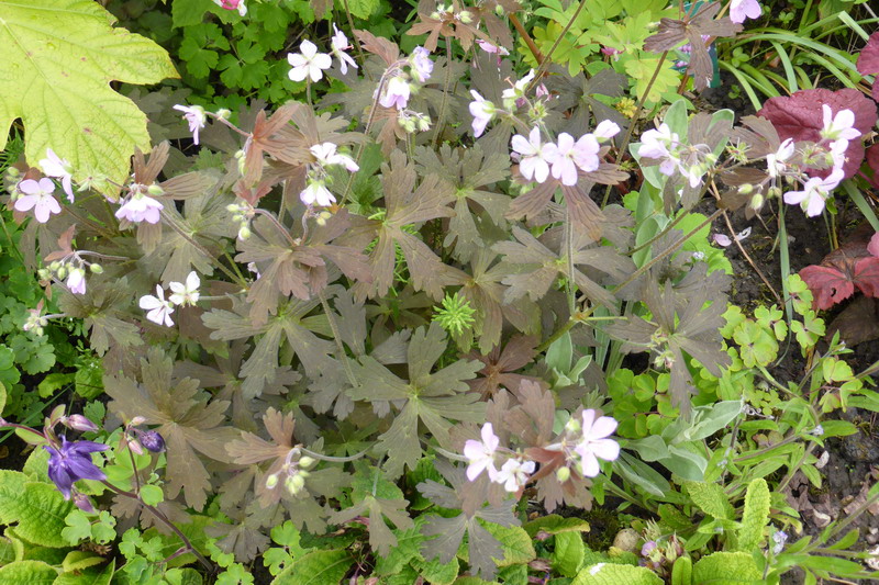 geranium