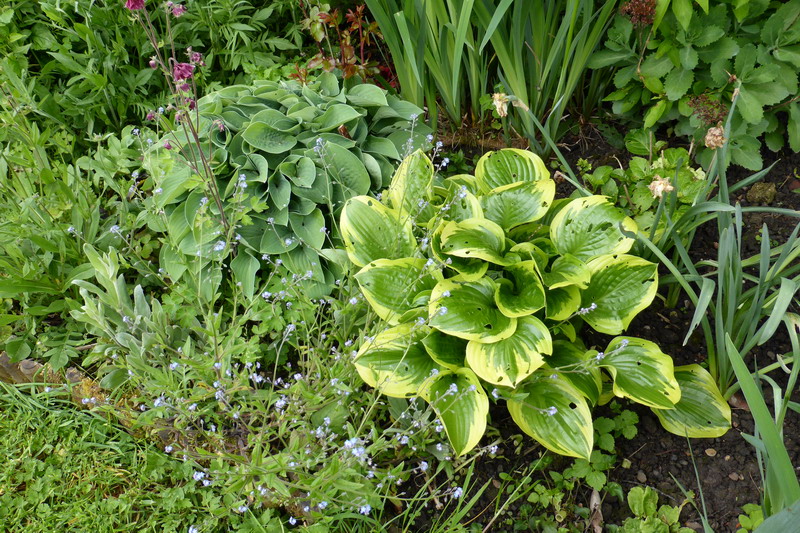 hostas