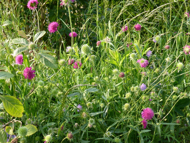 Massif aux papillonss