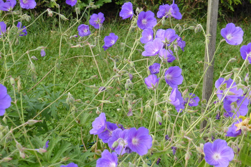 geranium