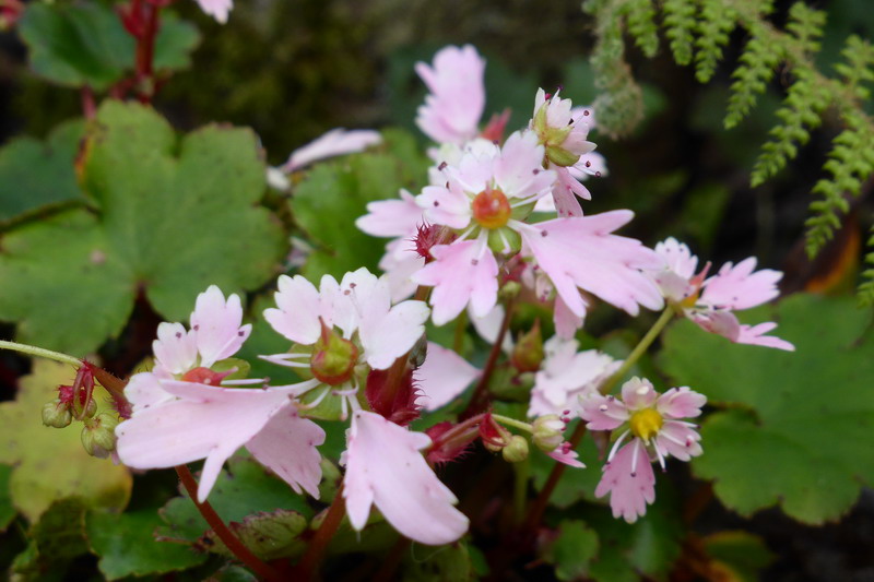 saxifrage