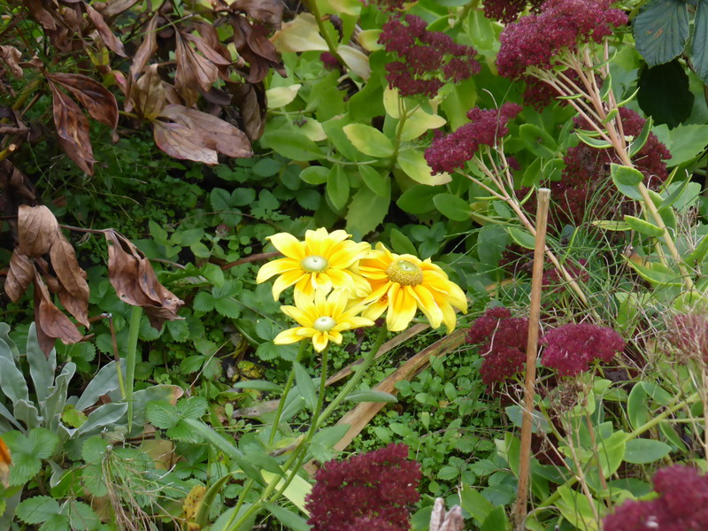 rudbeckia