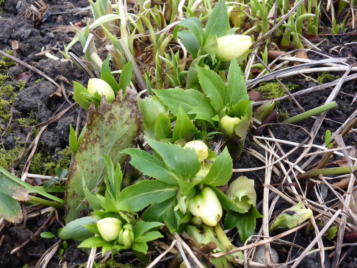 hellebore