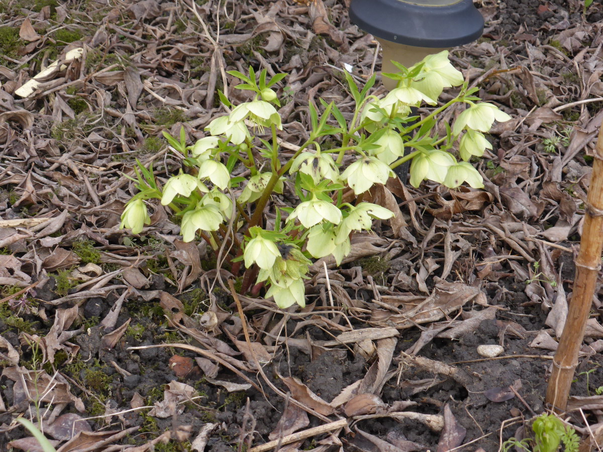 hellebore