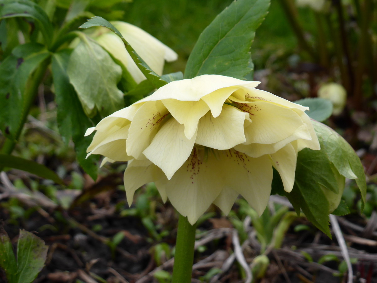 hellebore