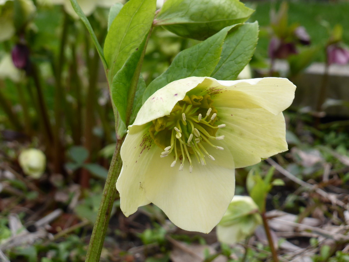 hellebore